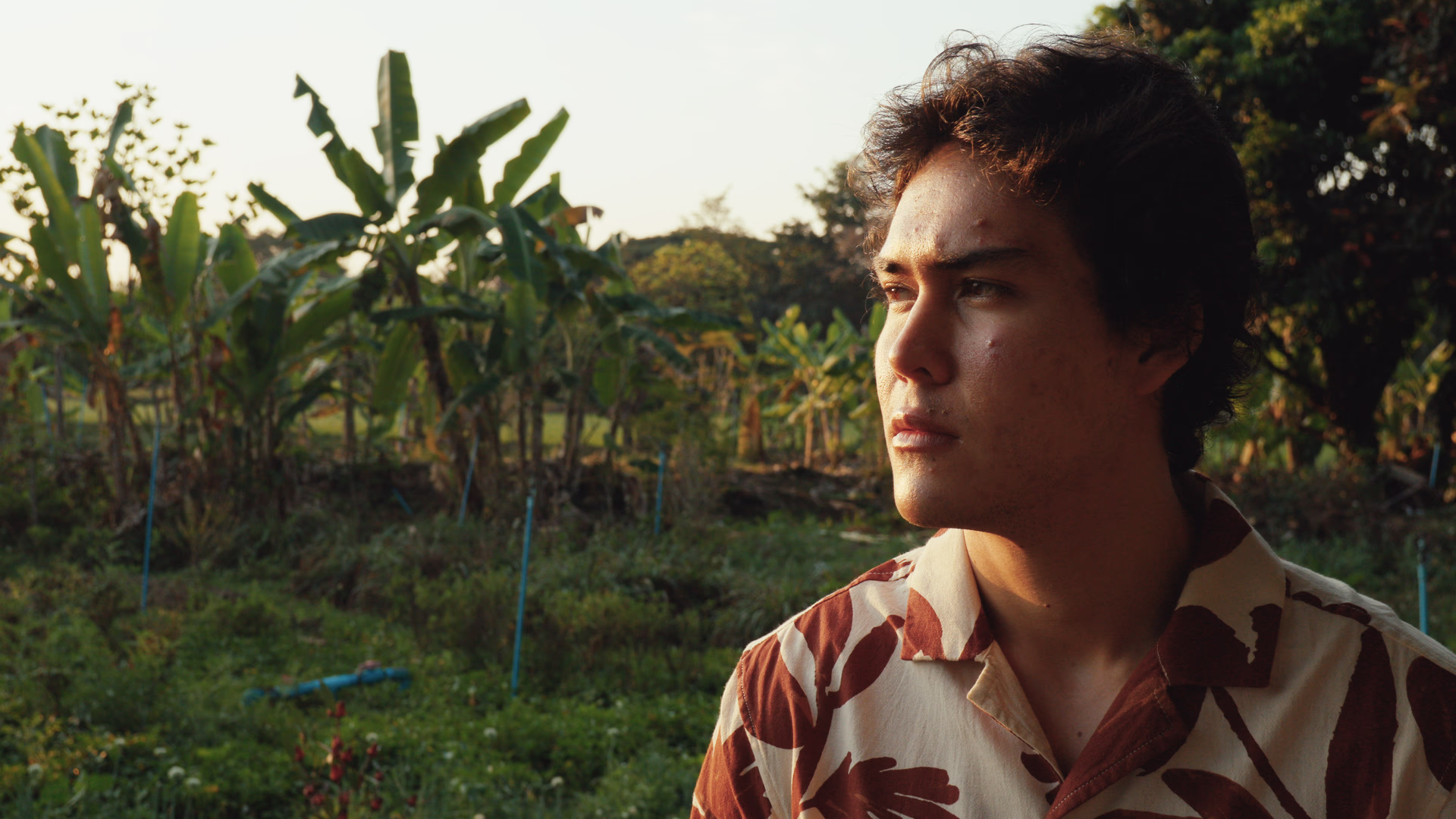 A banana field at dawn, through VISUAL 50D