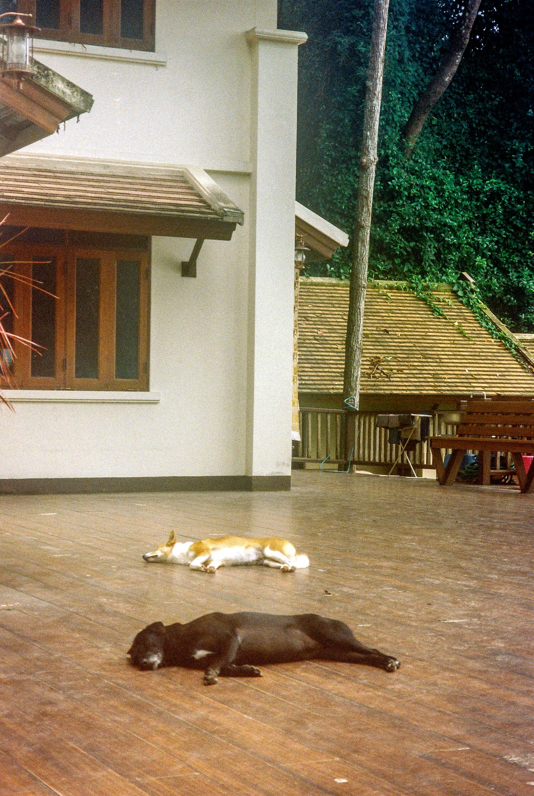 Two dogs asleep on a wooden floor