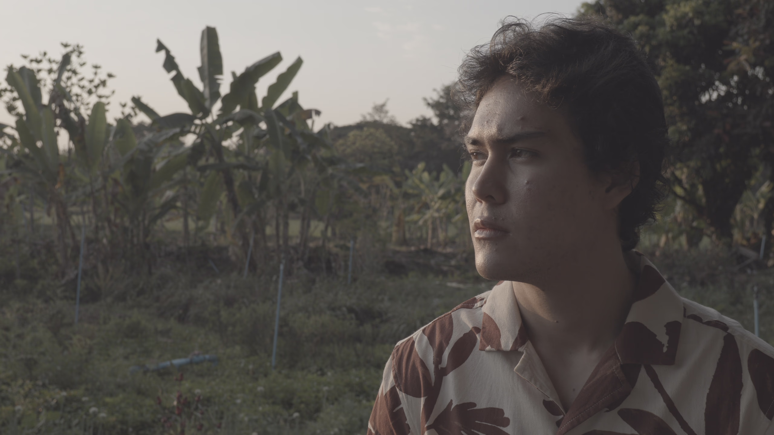 On a banana field at dawn, as shot in Canon Log 3
